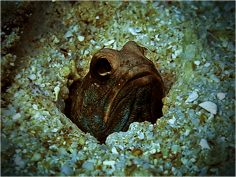 PADI Divemaster & IDC Marine life in the Gili Islands