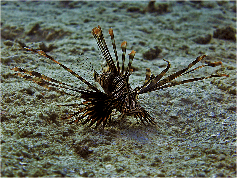 PADI Divemaster and Gili Islands IDC Lionfish, Indonesia