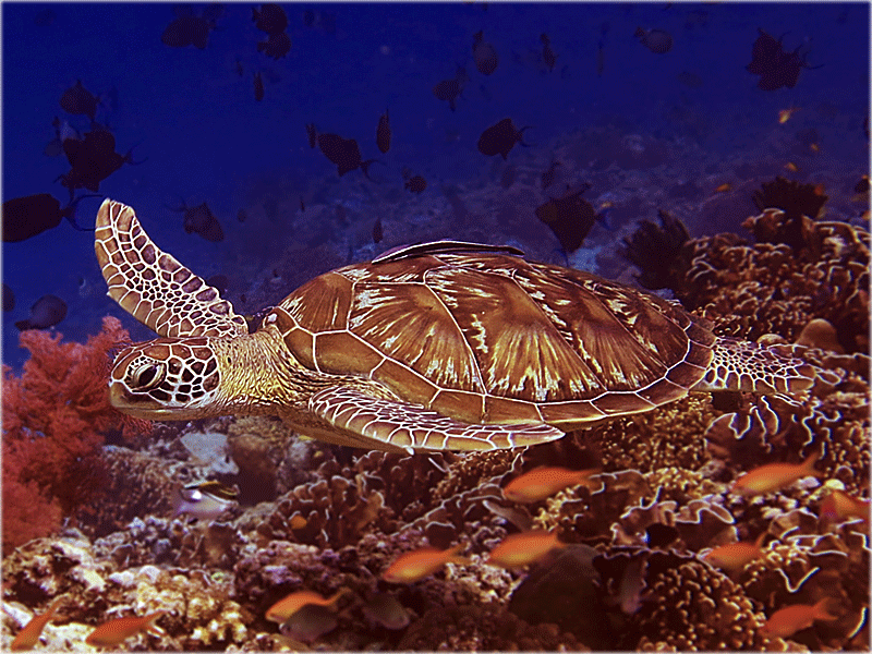 PADI Divemaster & IDC Gili Islands turtle