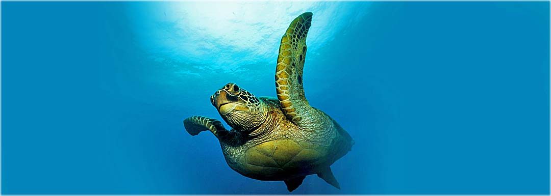 Study Turtle Behavior in the Gili Islands – PADI Specialty Course